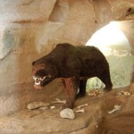 diorama dell'Orso delle Caverne al Museo Archeologico del Finale